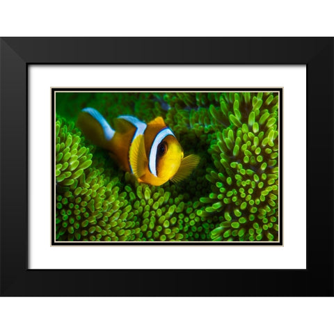 Yellow Clownfish On Green Anemon Black Modern Wood Framed Art Print with Double Matting by Gabriel, Barathieu