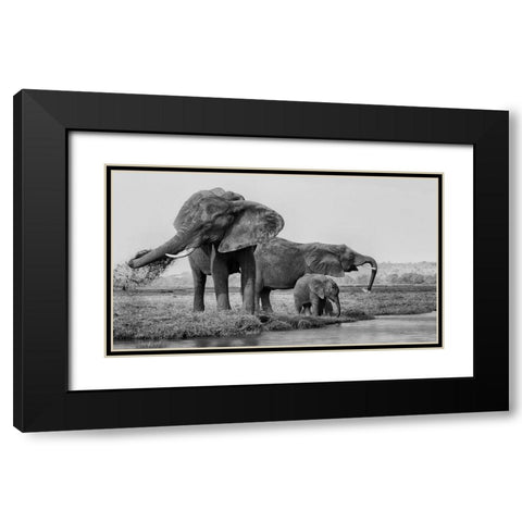 The Family Of Elephants Black Modern Wood Framed Art Print with Double Matting by Chang, Phillip