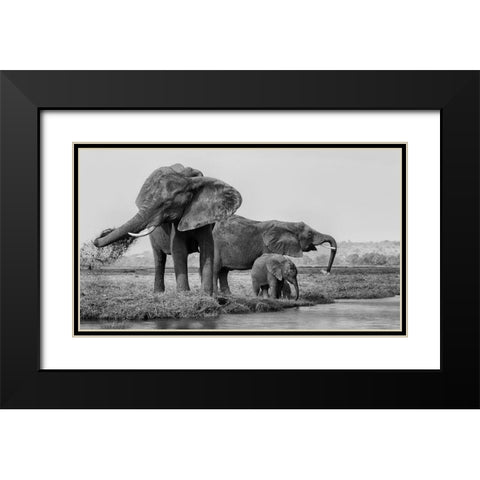 The Family Of Elephants Black Modern Wood Framed Art Print with Double Matting by Chang, Phillip
