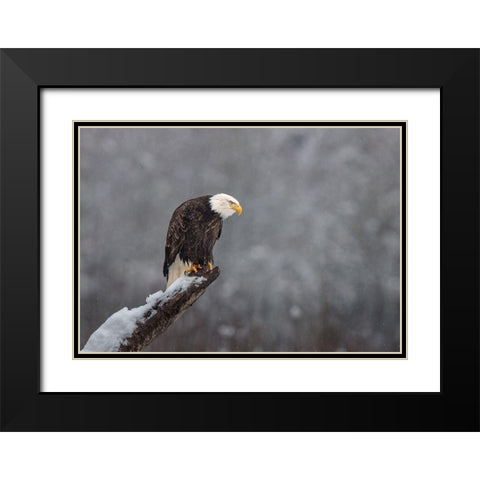 Snow On The Skagit Black Modern Wood Framed Art Print with Double Matting by Barsh, Greg