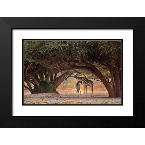 Giraffe - Namibia Black Modern Wood Framed Art Print with Double Matting by Damico, Giuseppe