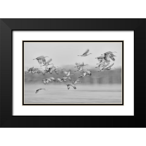Dream Flight Black Modern Wood Framed Art Print with Double Matting by Wang, Kevin