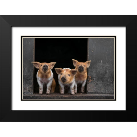 3 Black Modern Wood Framed Art Print with Double Matting by Van Den, Gert