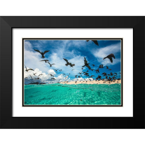 Ocean Bird Black Modern Wood Framed Art Print with Double Matting by Gabriel, Barathieu