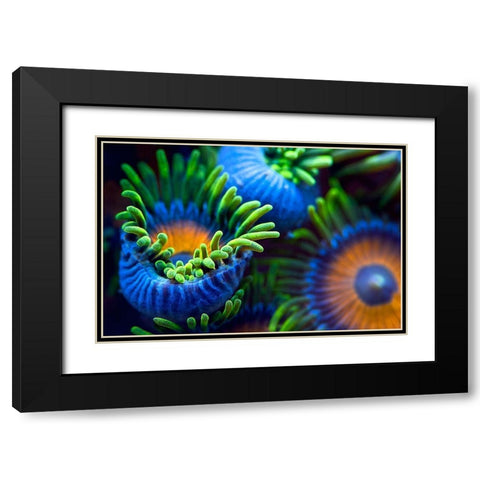 The Colors Of The Reef Ii Black Modern Wood Framed Art Print with Double Matting by Pascual Buye, Santiago