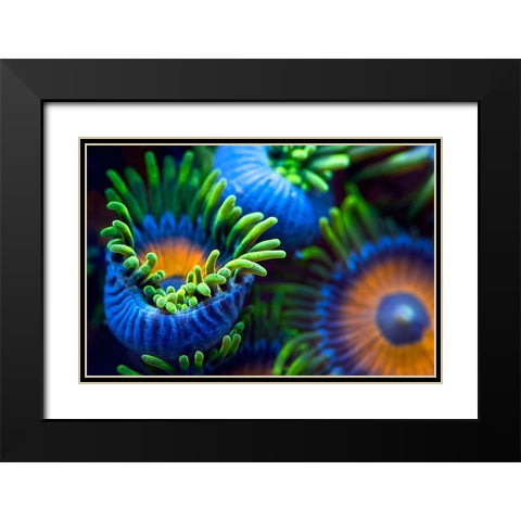 The Colors Of The Reef Ii Black Modern Wood Framed Art Print with Double Matting by Pascual Buye, Santiago