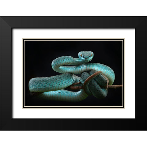 Trimeresurus Insularis [Blue] Black Modern Wood Framed Art Print with Double Matting by Nofri, Wel