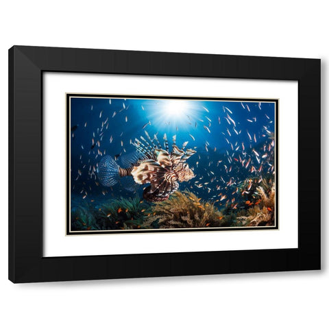 Lionfish Black Modern Wood Framed Art Print with Double Matting by Gabriel, Barathieu