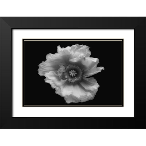 Poppy In Mono Black Modern Wood Framed Art Print with Double Matting by Gronkjar, Lotte