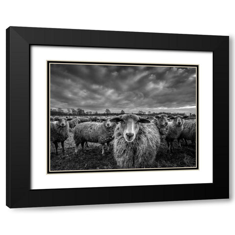 Only Sheep Black Modern Wood Framed Art Print with Double Matting by Coenders, Chris