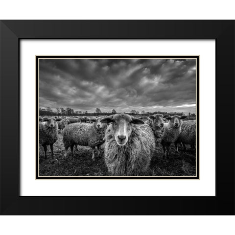 Only Sheep Black Modern Wood Framed Art Print with Double Matting by Coenders, Chris