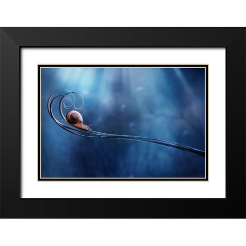 Beautifull Snail Black Modern Wood Framed Art Print with Double Matting by Almustaqim, Dede
