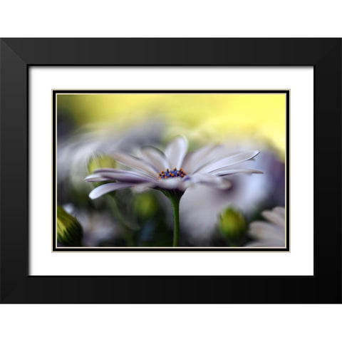 Dream On Black Modern Wood Framed Art Print with Double Matting by Westum, Heidi