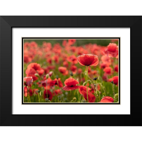 The Light Behind Black Modern Wood Framed Art Print with Double Matting by Gray LIPF, Kristin