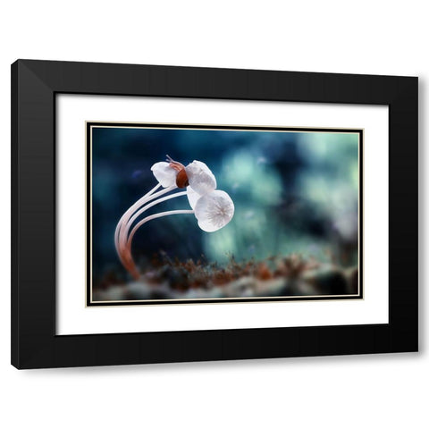Snail And Mushrooms Black Modern Wood Framed Art Print with Double Matting by Almustaqim, Dede