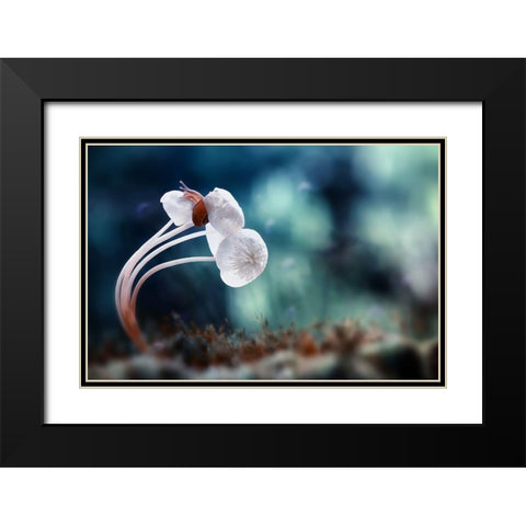 Snail And Mushrooms Black Modern Wood Framed Art Print with Double Matting by Almustaqim, Dede