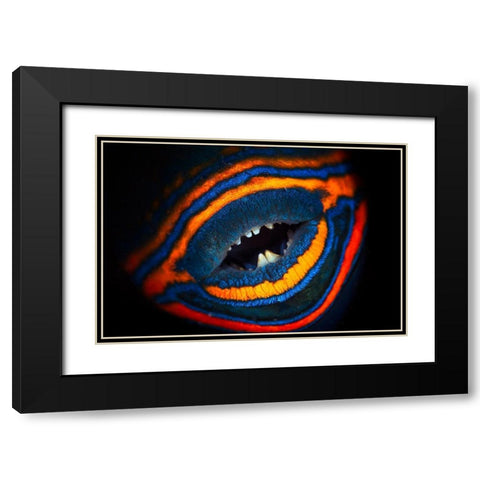 Orange-Lined Triggerfish Black Modern Wood Framed Art Print with Double Matting by Gabriel, Barathieu