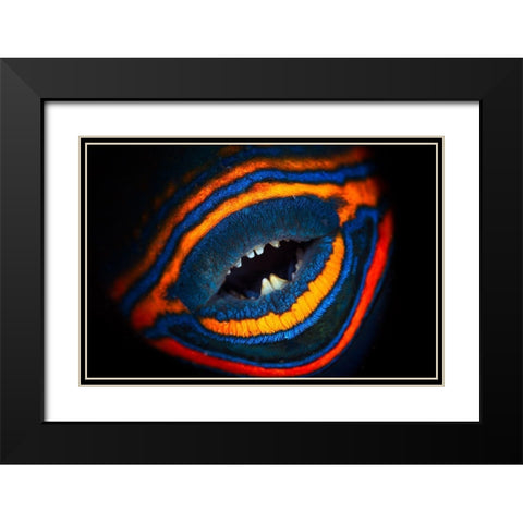 Orange-Lined Triggerfish Black Modern Wood Framed Art Print with Double Matting by Gabriel, Barathieu