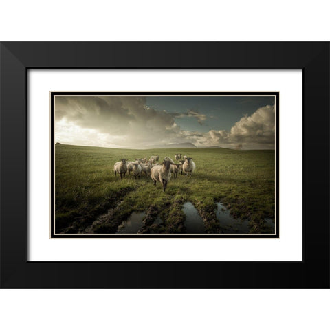 Sheep Black Modern Wood Framed Art Print with Double Matting by Ahern, David