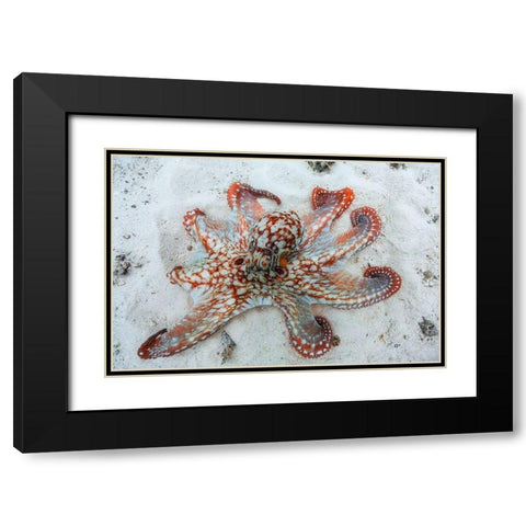 Octopus Black Modern Wood Framed Art Print with Double Matting by Gabriel, Barathieu