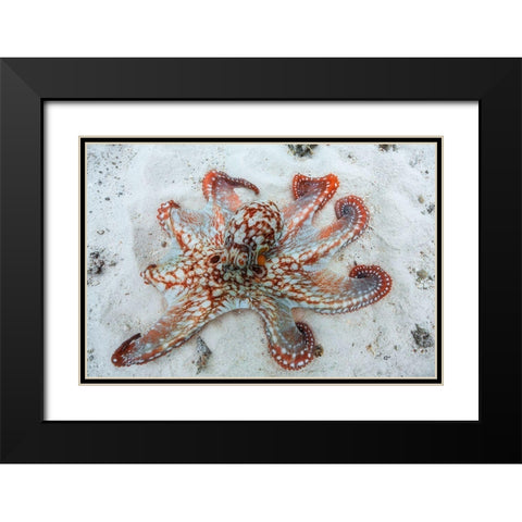 Octopus Black Modern Wood Framed Art Print with Double Matting by Gabriel, Barathieu