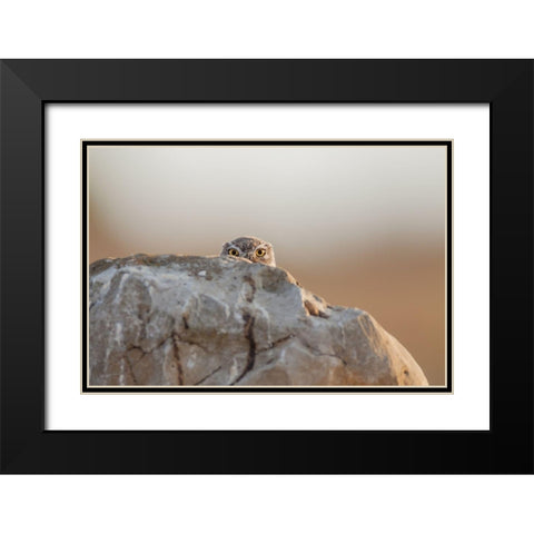 Little Owl Black Modern Wood Framed Art Print with Double Matting by Ferraro, Valerio