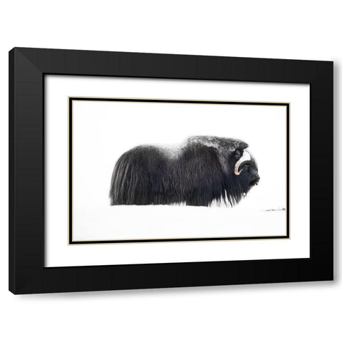 Muskox Black Modern Wood Framed Art Print with Double Matting by Marchegiani, Roberto