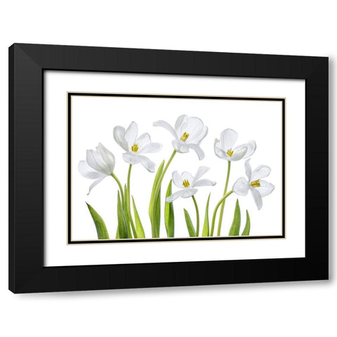 White Tulips Black Modern Wood Framed Art Print with Double Matting by Disher, Mandy