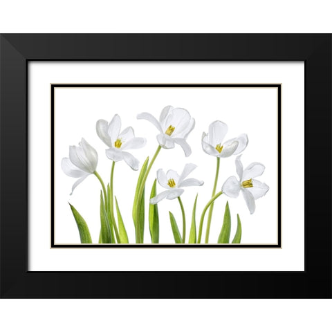 White Tulips Black Modern Wood Framed Art Print with Double Matting by Disher, Mandy