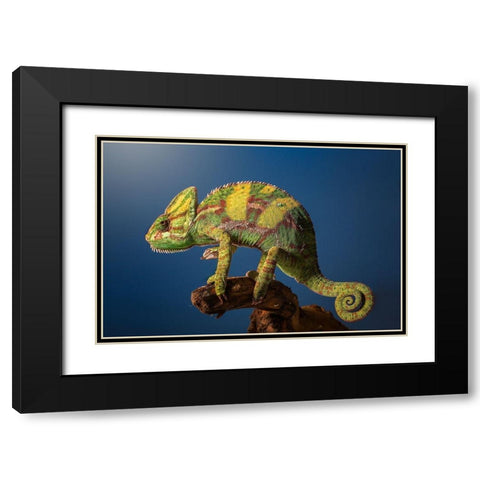 Curro Black Modern Wood Framed Art Print with Double Matting by Garcia, Jose