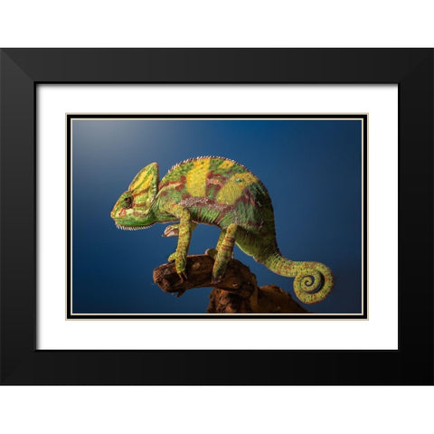 Curro Black Modern Wood Framed Art Print with Double Matting by Garcia, Jose