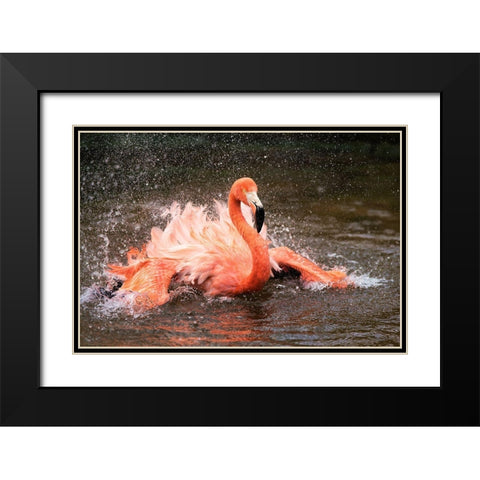 Bath Black Modern Wood Framed Art Print with Double Matting by Fan, John