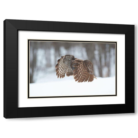 Great Grey Owl Black Modern Wood Framed Art Print with Double Matting by Luo, Jim