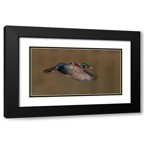 Wood Duck-Male In-Flight Black Modern Wood Framed Art Print with Double Matting by A, Salman