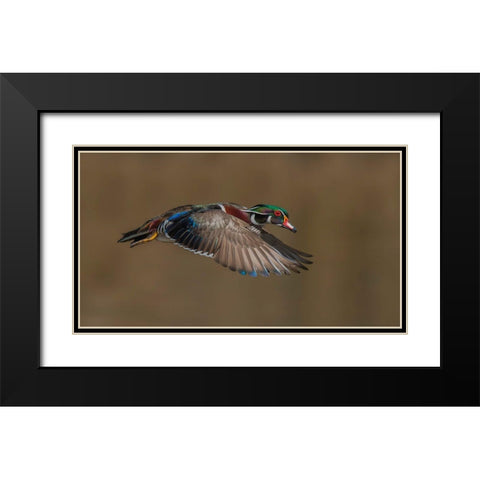 Wood Duck-Male In-Flight Black Modern Wood Framed Art Print with Double Matting by A, Salman