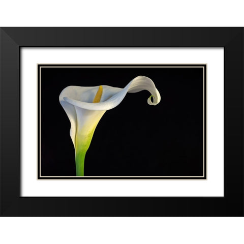 Cala-Lirio De Agua Black Modern Wood Framed Art Print with Double Matting by Rodriguez Maldonado, Antonio