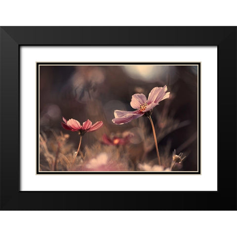 Flowers Of Innocence Black Modern Wood Framed Art Print with Double Matting by Bravin, Fabien