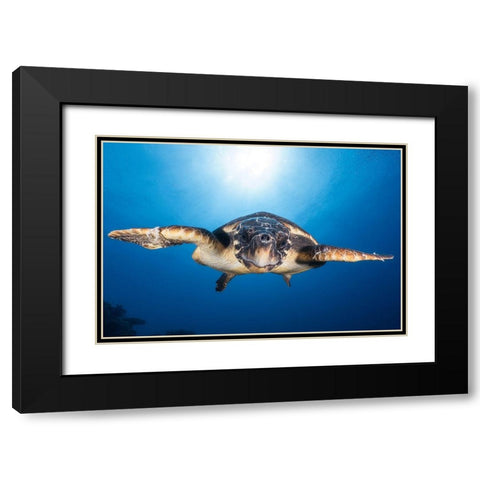 Face To Face With A Hawksbill Sea Turtle Black Modern Wood Framed Art Print with Double Matting by Gabriel, Barathieu