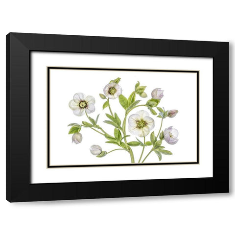 Hellebore Black Modern Wood Framed Art Print with Double Matting by Disher, Mandy