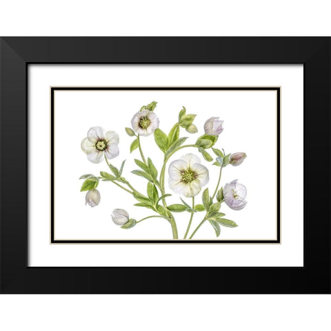 Hellebore Black Modern Wood Framed Art Print with Double Matting by Disher, Mandy