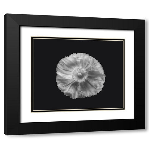 Poppy In Mono Black Modern Wood Framed Art Print with Double Matting by Gronkjar, Lotte