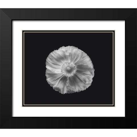 Poppy In Mono Black Modern Wood Framed Art Print with Double Matting by Gronkjar, Lotte