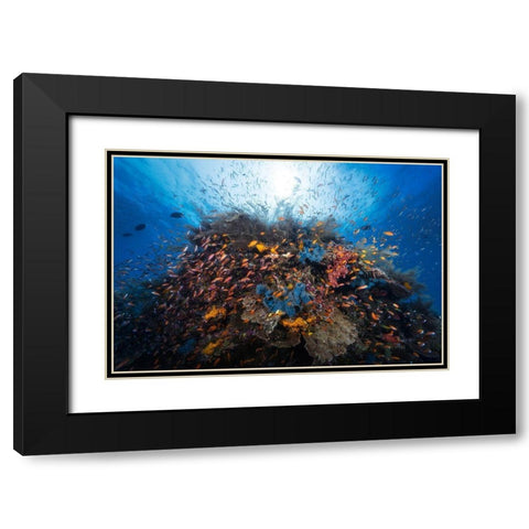 Life Explosion Black Modern Wood Framed Art Print with Double Matting by Gabriel, Barathieu