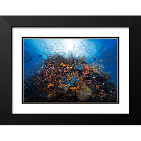 Life Explosion Black Modern Wood Framed Art Print with Double Matting by Gabriel, Barathieu