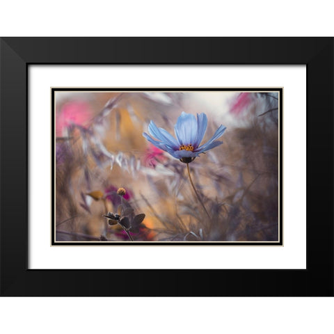 Things That Flowers Tell Black Modern Wood Framed Art Print with Double Matting by Bravin, Fabien