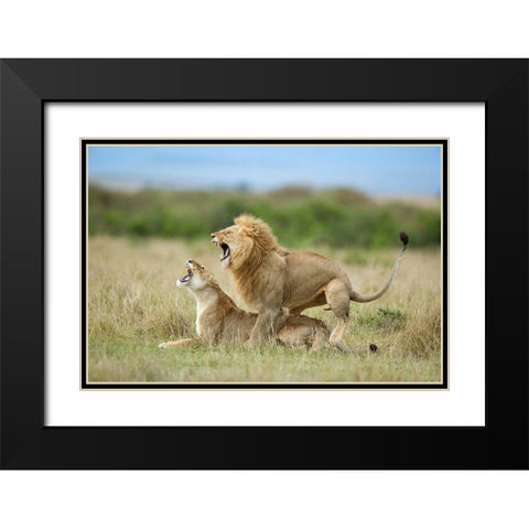 Climax ..... After The Mating Black Modern Wood Framed Art Print with Double Matting by Roshkumar