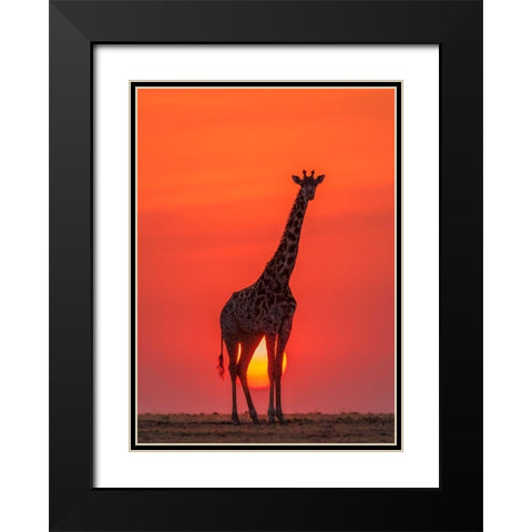 Sunset Giraffe Black Modern Wood Framed Art Print with Double Matting by Zhao, Henry
