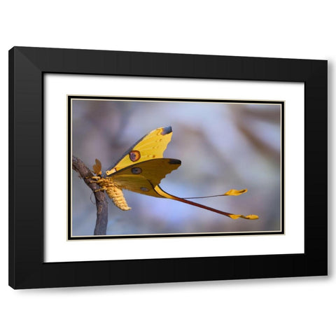 Comet Moth Black Modern Wood Framed Art Print with Double Matting by Hoffman, Jimmy