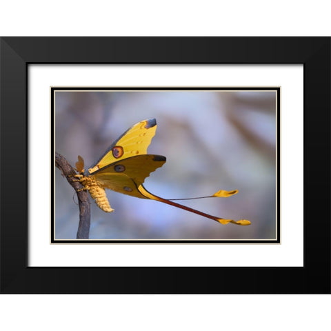 Comet Moth Black Modern Wood Framed Art Print with Double Matting by Hoffman, Jimmy