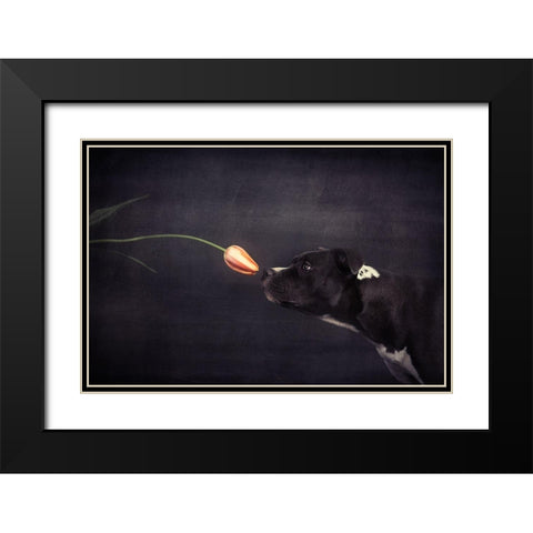 First Approach - Hildegard And The Tulip Black Modern Wood Framed Art Print with Double Matting by Willers, Heike